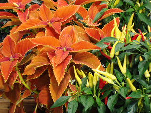 Coleus and Peppers